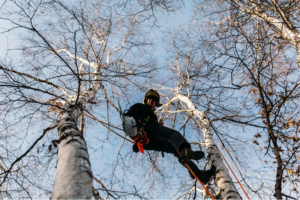 edmonton tree cabling - man using cable system