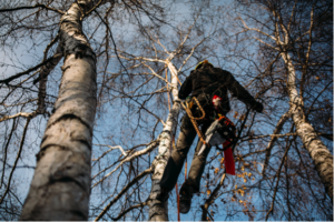 tree removal in edmonton - cutting down a tall tree