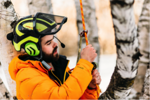 cost to remove tree edmomton - tree ninja climbing with rope