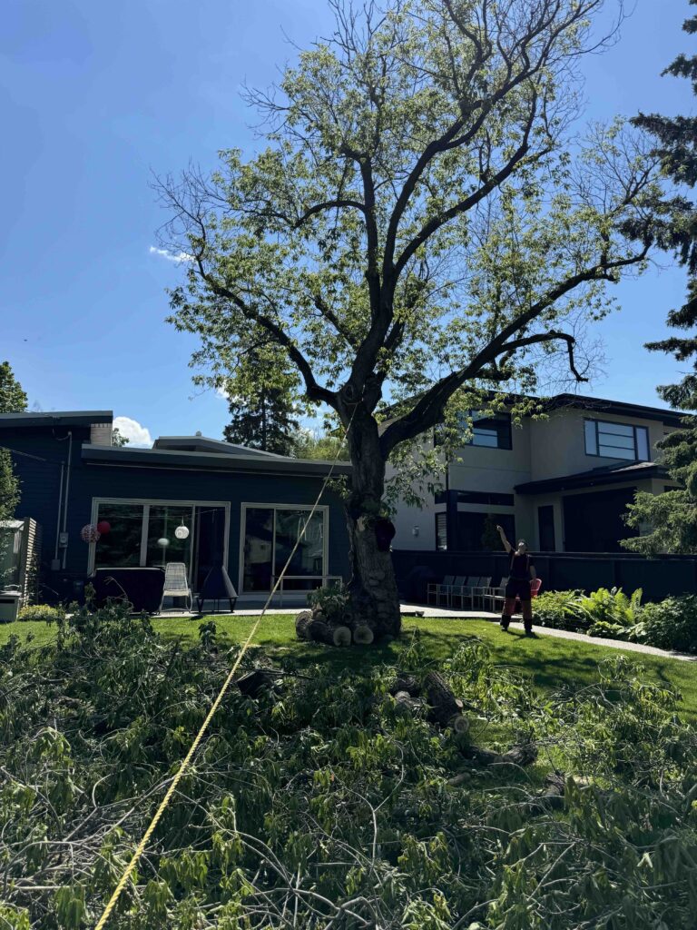 edmonton tree pruning