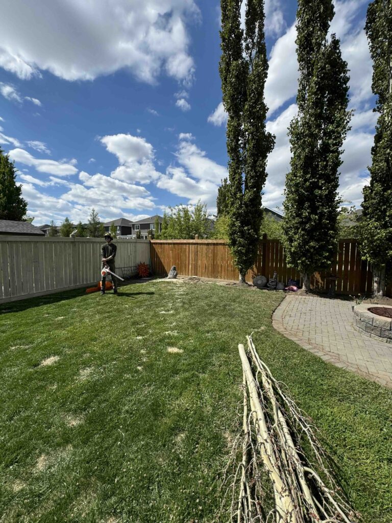 edmonton tree removed backyard brown fence