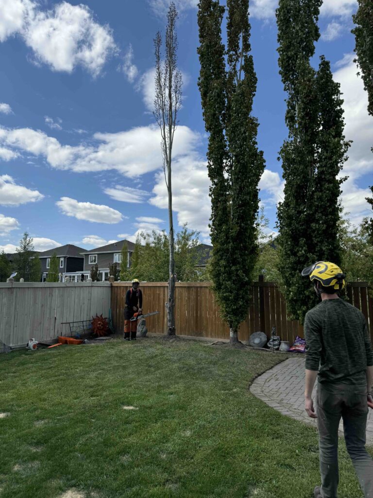 edmonton trees to be removed backyard brown fence