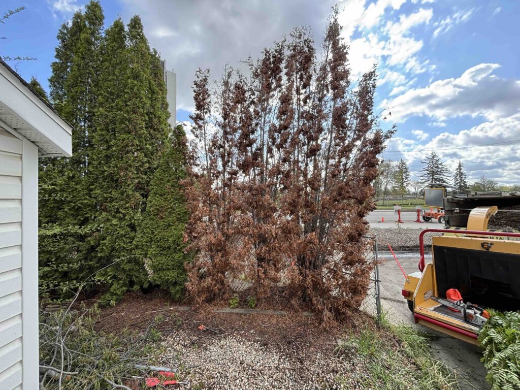 edmopnton trees to be removed backyard white fence