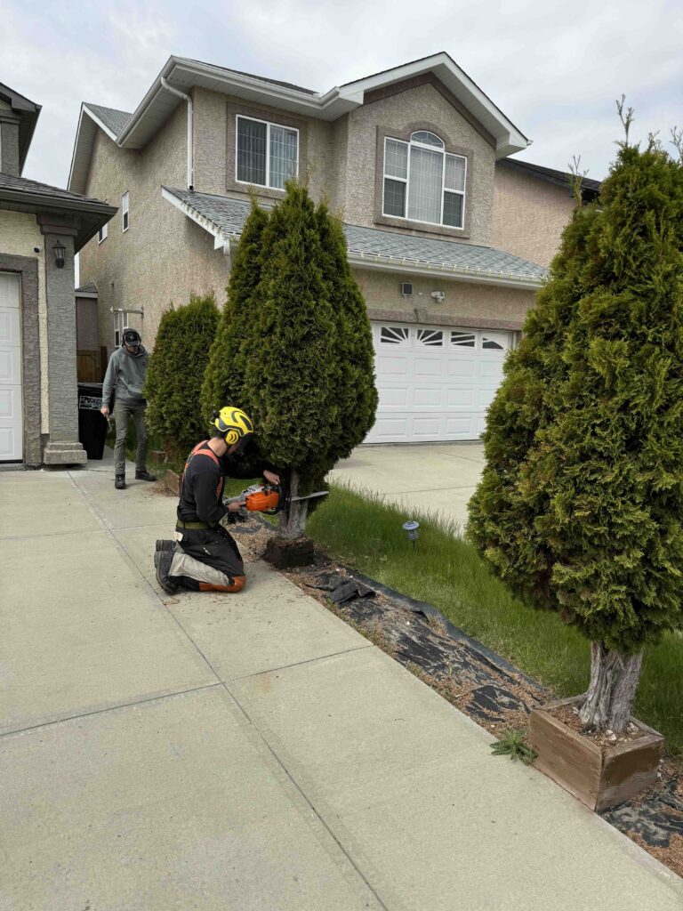 removing edmonton tree hedges